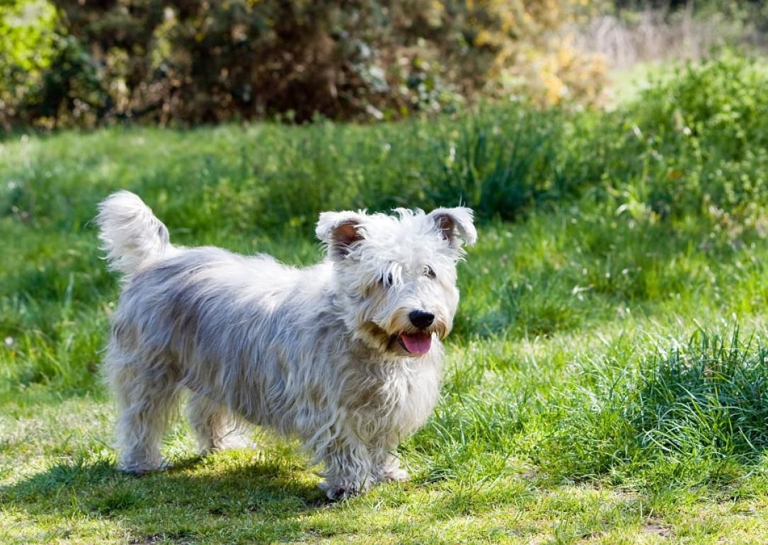 #38. Glen Of Imaal terrier